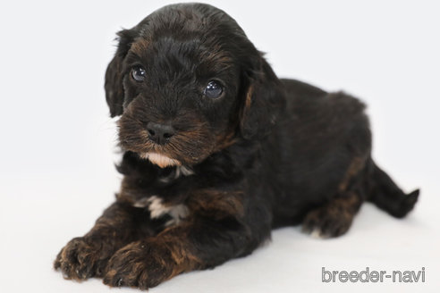 成約済の神奈川県のキャバプー:キャバリア×トイプードル-332329の2枚目